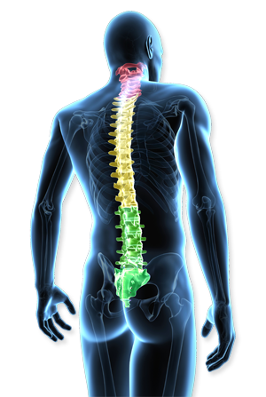 spine align images to root
