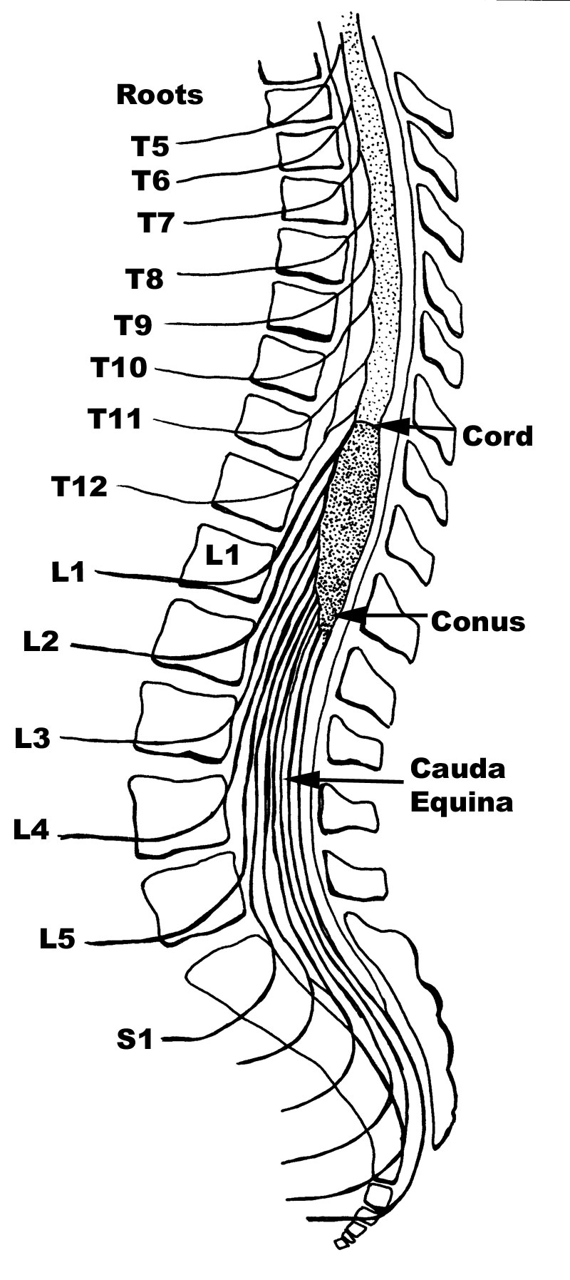 Cauda Equina Anatomy