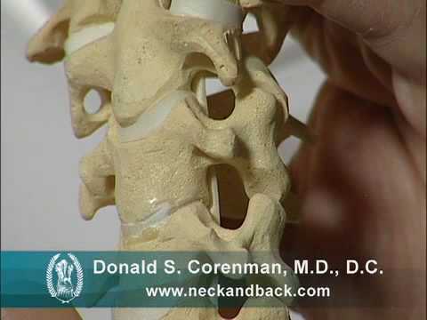 Anatomy of the Cervical Spine